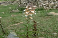 Digitalis lanata